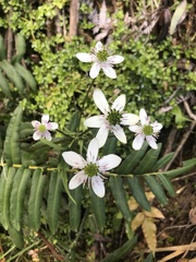 Knowltonia hepaticifolia