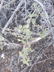 Fremontodendron californicum