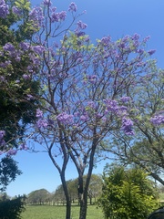 Jacaranda mimosifolia