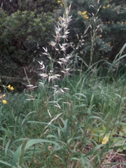 Arrhenatherum elatius