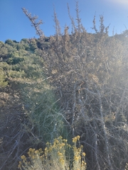 Fremontodendron californicum