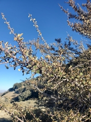 Fremontodendron californicum
