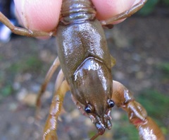 Cambarus longirostris
