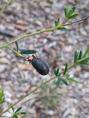 Gompholobium latifolium