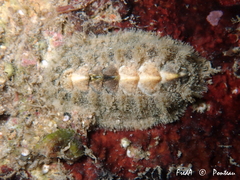 Acanthochitona