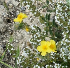 Helianthemum hirtum