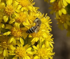 Colletes speculiferus