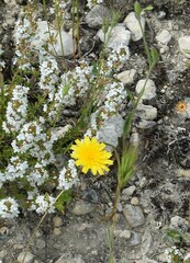 Leontodon longirostris