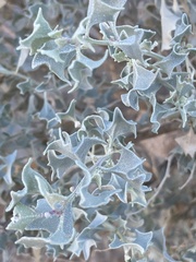 Atriplex hymenelytra