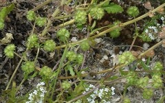 Valerianella coronata