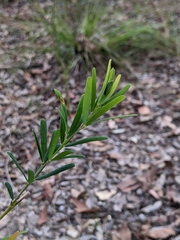 Gompholobium latifolium