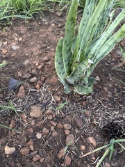 Ledebouria marginata