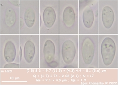 Hymenoscyphus imberbis