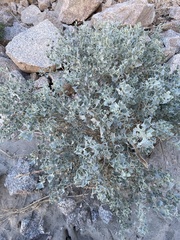 Atriplex hymenelytra