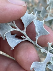 Atriplex hymenelytra