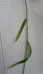 Melica turczaninowiana