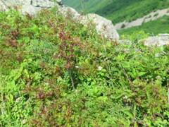 Melica turczaninowiana