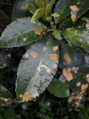 Cephaleuros lagerheimii