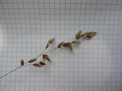 Melica turczaninowiana