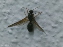 Carebara