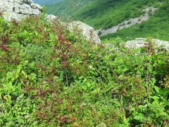 Melica turczaninowiana