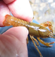 Cambarus longirostris