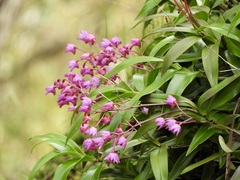 Dendrobium kingianum