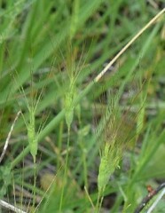 Aegilops geniculata