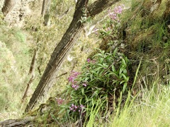 Dendrobium kingianum
