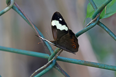 Heteronympha mirifica