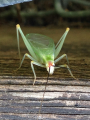 Oecanthus varicornis