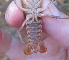 Cambarus longirostris