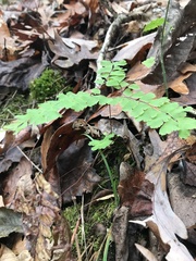 Adiantum