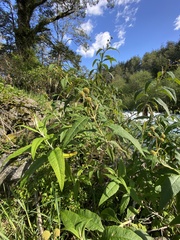 Buddleja globosa
