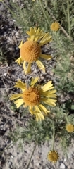 Helenium donianum