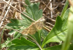 Emmiltis pygmaearia