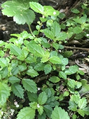 Pilea elliptica