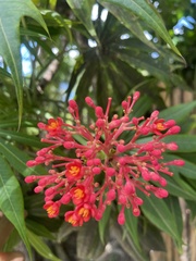 Jatropha