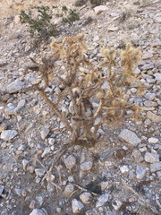 Cylindropuntia echinocarpa