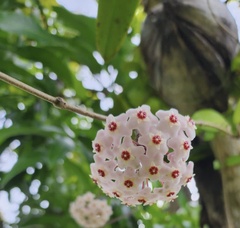 Hoya carnosa