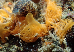 Clathrina rubra
