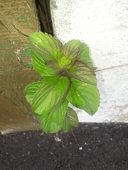 Mentha × verticillata