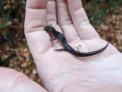 Plethodon montanus