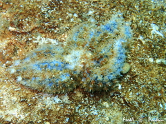 Coscinasterias tenuispina