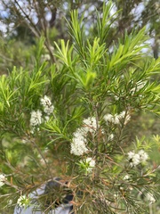 Melaleuca linariifolia