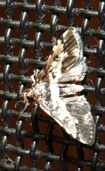 Nacoleia amphicedalis