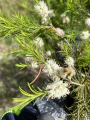 Melaleuca linariifolia