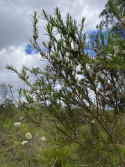 Melaleuca linariifolia