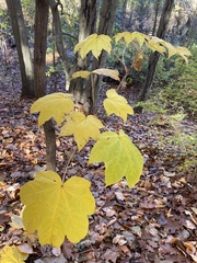 Kalopanax septemlobus