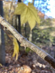 Kalopanax septemlobus